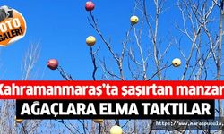 Kahramanmaraş’ta ağaçlara elma taktılar, sebebini öğrenince çok şaşıracaksınız