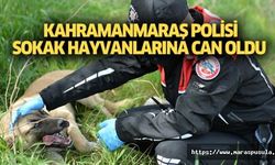 Kahramanmaraş polisi sokak hayvanlarına can oldu