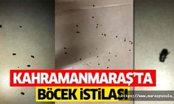 Kahramanmaraş’ta böcek istilası