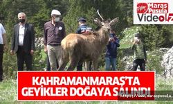Kahramanmaraş’ta geyikler doğaya salındı