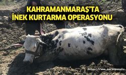 Kahramanmaraş’ta inek kurtarma operasyonu