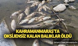 Kahramanmaraş’ta oksijensiz kalan balıklar öldü