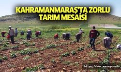 Kahramanmaraş’ta zorlu tarım mesaisi