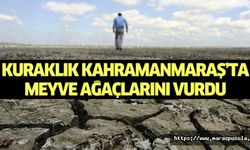 Kuraklık Kahramanmaraş’ta meyve ağaçlarını vurdu