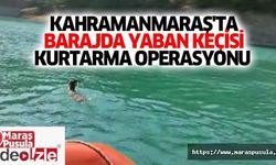 Kahramanmaraş'ta barajda yaban keçisi kurtarma operasyonu