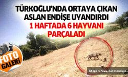 Türkoğlu’nda ortaya çıkan aslan endişe uyandırdı, 1 haftada 6 hayvanı parçaladı