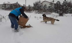 Elbistan Belediyesi soğuk havada sokak hayvanlarını unutmadı!