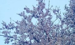 Kahramanmaraş'ta çiçek badem ağaçlarını kar vurdu