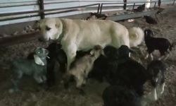 Kahramanmaraş'ta görenler şaşırıyor! Keçi yavrularına süt annelik yapıyor!