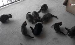 Kahramanmaraş'ta 13 kedisiyle sosyal medyada popüler oldu!