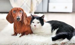 2021’in en popüler kedi ve köpek isimleri açıklandı