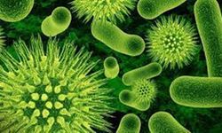 Hayvanlar arasında hızla yayınlan süper bakterinin korkunç sonucu ortaya çıktı!