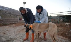 Rehabilitasyon merkezinde sokak hayvanlarına çip takılıyor