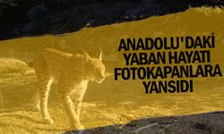 Anadolu'daki yaban hayatı fotokapanlara yansıdı