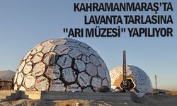 Kahramanmaraş'ta lavanta tarlasına "Arı Müzesi" yapılıyor