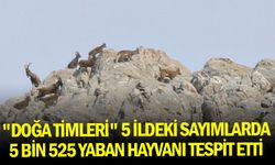 "Doğa timleri" 5 ildeki sayımlarda 5 bin 525 yaban hayvanı tespit etti