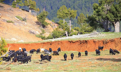 Kahramanmaraş'ta afetin boyutu bir kez daha gözler önünde: Tarlalar ikiye ayrıldı.