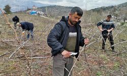 Deprem bölgesinde bağ budama mesaisi başladı 