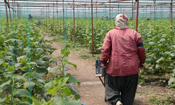 Kahramanmaraşlı depremzede çiftçiler hasat için serada