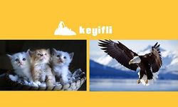 Keyifli.net: İçeriğiyle Hayatınıza Renk Katmayı Hedefleyen Bir Platform