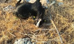 Kahramanmaraş’ta kurt keçi sürüsüne saldırdı 