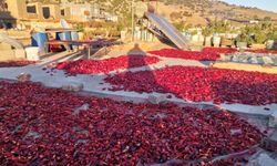 Kahramanmaraş’ta salça mesaisi 