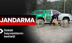 Jandarma sokak hayvanlarını besledi 