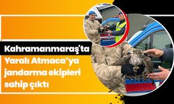 Kahramanmaraş'ta Yaralı Atmaca’ya jandarma ekipleri sahip çıktı 