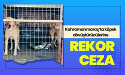 Kahramanmaraş’ta köpek dövüştürücülerine rekor ceza 