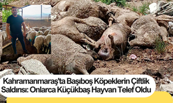 Kahramanmaraş'ta Başıboş Köpeklerin Çiftlik Saldırısı: Onlarca Küçükbaş Hayvan Telef Oldu