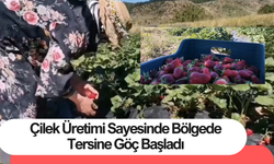 Çilek Üretimi Sayesinde Bölgede Tersine Göç Başladı