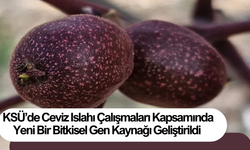 KSÜ’de Ceviz Islahı Çalışmaları Kapsamında Yeni Bir Bitkisel Gen Kaynağı Geliştirildi
