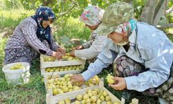 Kahramanmaraş’ta Verimsiz Araziler Coğrafi Tescilli İncirle Değerlendiriliyor