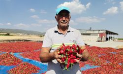 Kahramanmaraş'ta 50 Bin Ton Maraş Biberi Üretildi