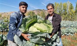 Kahramanmaraş'ta Dev Lahana Hasadında Rekor