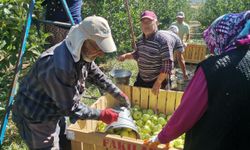 Kahramanmaraş'ta 60 Bin Ton Elma Rekoltesi Bekleniyor