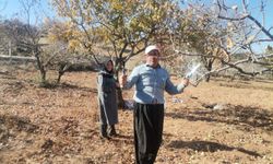 Kahramanmaraş’ta Fıstık Ağaçlarında Budama Sezonu Başladı