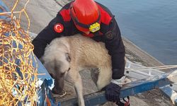 Kahramanmaraş’ta su kanalına düşen köpeğin imdadına itfaiye ekipleri yetişti