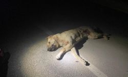 Elbistan’da Otomobil Köpeğe Çarptı!