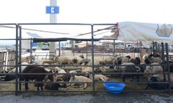 Kahramanmaraş’ta kurban satış yerleri için geri sayım başladı