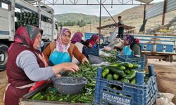 Kahramanmaraş’ta sofralık ve turşuluk salatalık üretimi hız kazandı