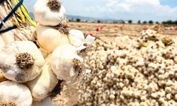 Kahramanmaraş’ta sarımsak hasadı başladı
