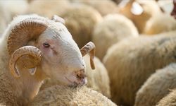 Onikişubat Belediyesi’nden kurbanlık satış ve kesim yerleri açıklaması