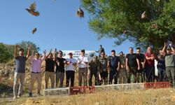 Kahramanmaraş’ta Kınalı Keklikler Doğaya Kanat Açıyor