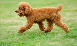 Poodle Köpek Rehberi: Toy, Kore ve Yavru Poodle’lar Hakkında Bilmeniz Gerekenler