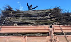 Kaliteli Ceviz Fidanı Seçimi