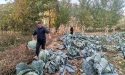 Kahramanmaraş’ta Dev Lahanalar Pazara İndi
