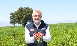 Kahramanmaraş'ta 190 bin fidan, 100 bin metre boru: tarıma rekor yatırım