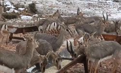 Hatay dağ ceylanları 4 yıl sonra yeniden karla buluştu
