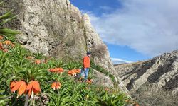 Kahramanmaraş Afşin’de ters laleler açtı! Doğa tutkunları akın ediyor